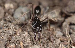 Odontomachus cephalotes