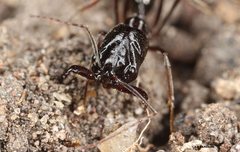 Odontomachus cephalotes