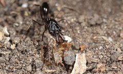 Odontomachus cephalotes