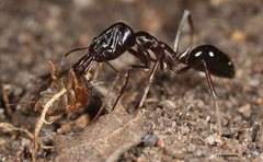 Odontomachus cephalotes