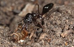 Odontomachus cephalotes