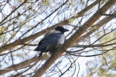Corvus cornix