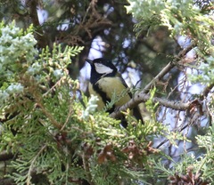Parus major