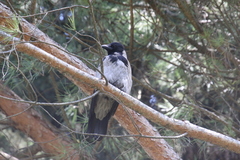 Corvus cornix
