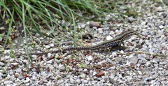 Podarcis muralis