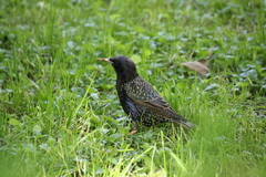 Sturnus vulgaris