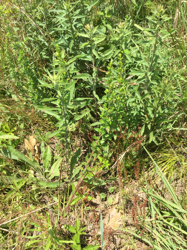 Hairy Pinweed (Plants of Dallas/Fort Worth) · iNaturalist