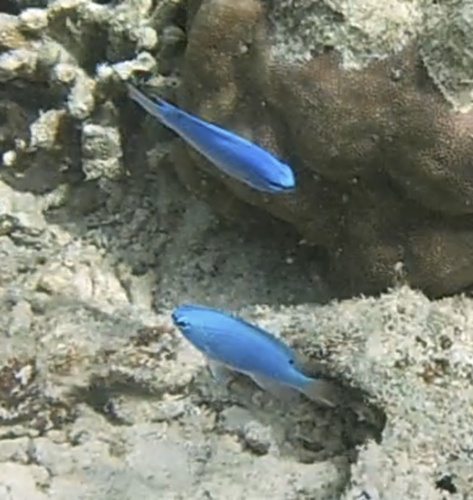 Blue Demoiselle (Chrysiptera cyanea)