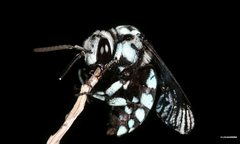 Thyreus caeruleopunctatus