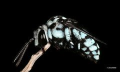 Thyreus caeruleopunctatus