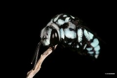 Thyreus caeruleopunctatus