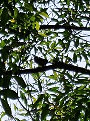 Thryomanes bewickii