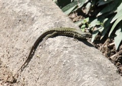 Podarcis muralis