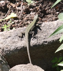 Podarcis muralis
