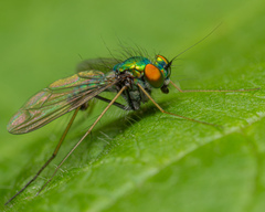 Condylostylus comatus