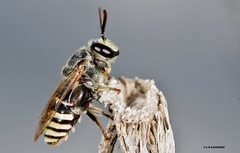 Nomia rubroviridis