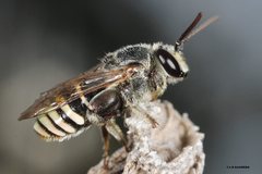 Nomia rubroviridis