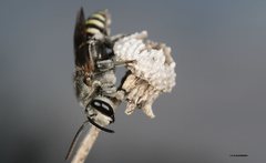 Nomia rubroviridis