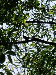 Thryomanes bewickii