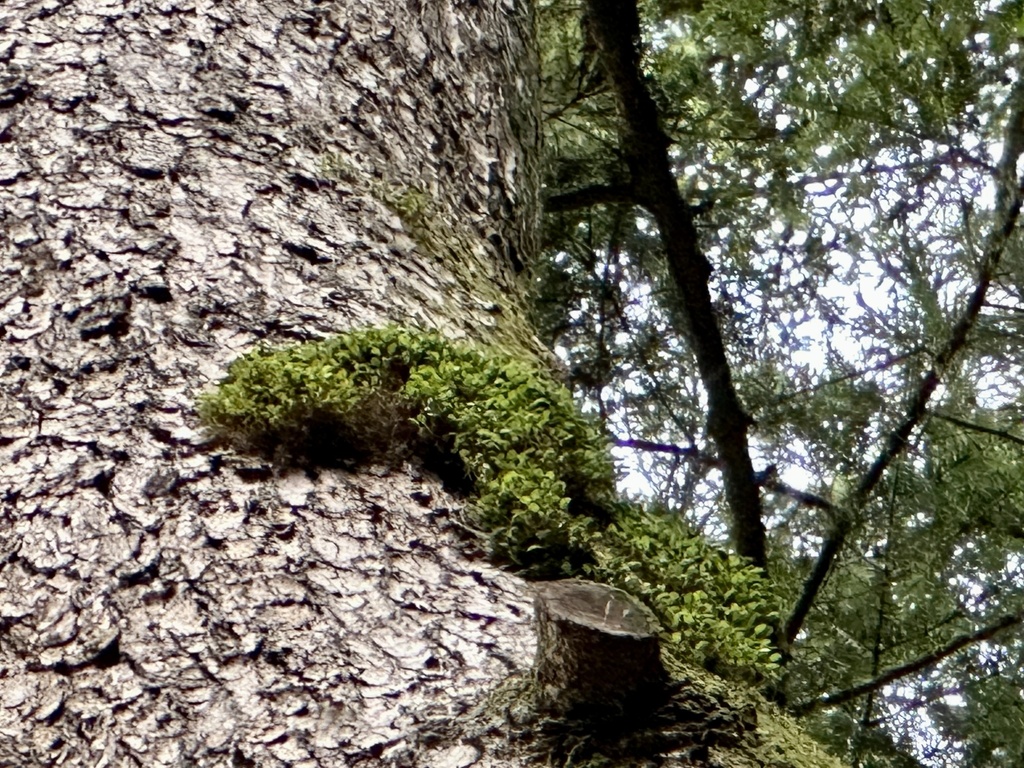 Bulbophyllum inconspicuum