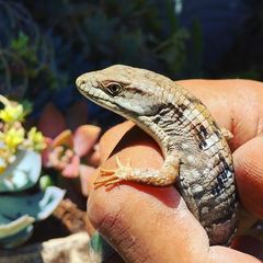 Elgaria multicarinata