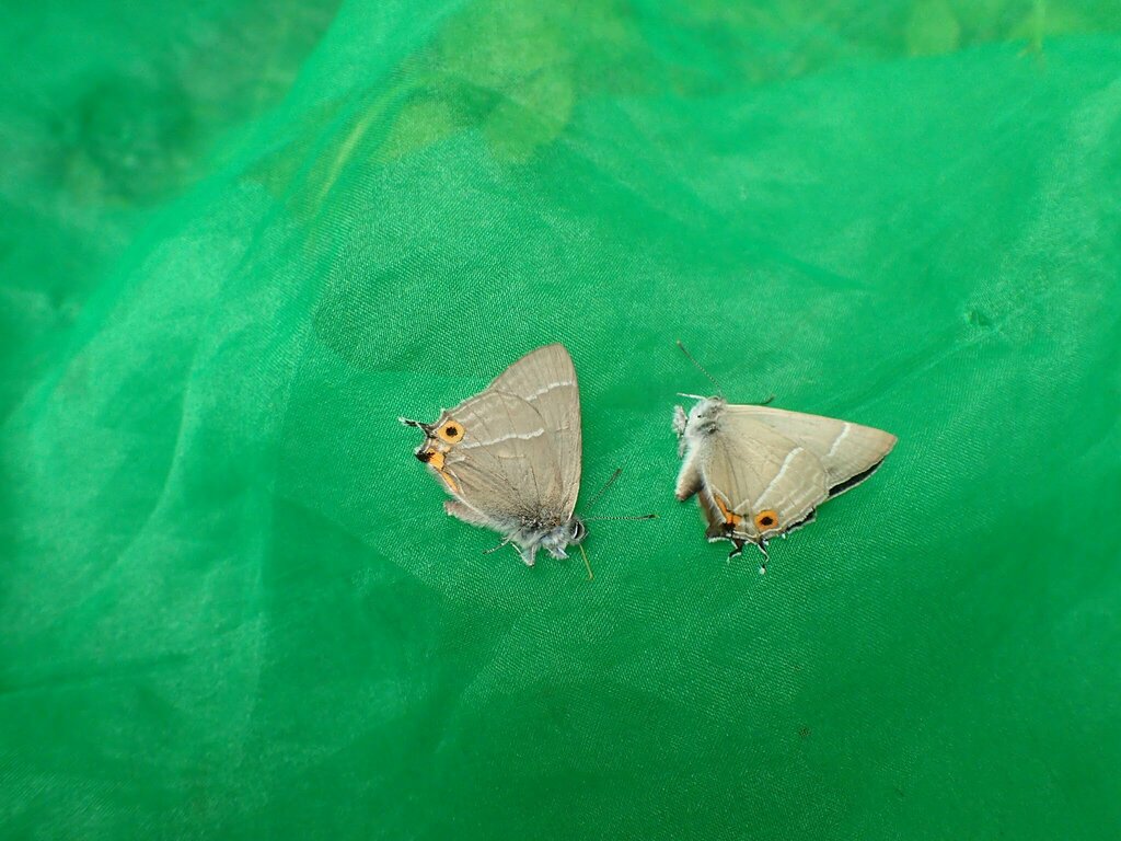 Neozephyrus taxila
