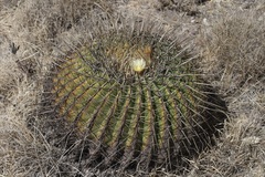 Ferocactus histrix