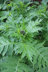 Cirsium alsophilum