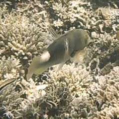 クサビベラ