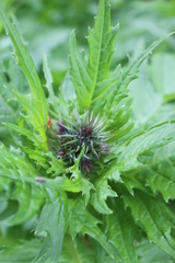 Cirsium alsophilum