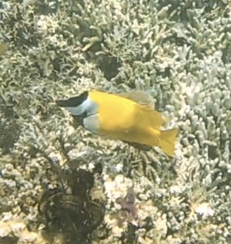 Foxface (Siganus vulpinus)
