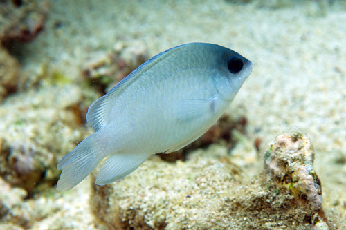 Blue damsel (Chrysiptera glauca) — Pomacentridae