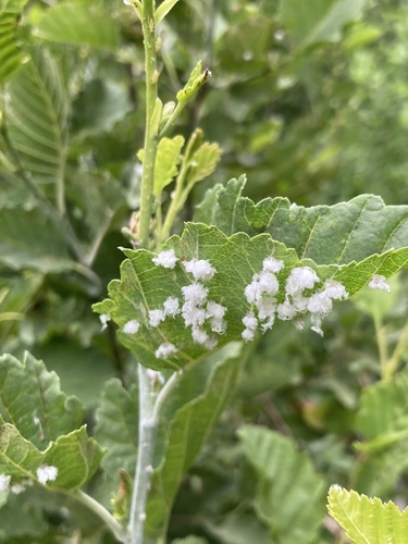 iNaturalist observation photo of Psylla