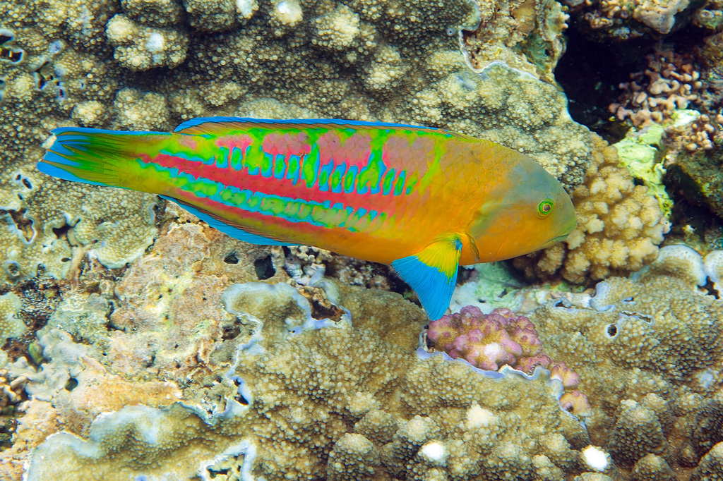Christmas wrasse (Thalassoma trilobatum) — Labridae
