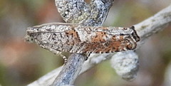 Acleris maculidorsana