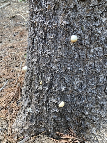 iNaturalist observation photo of Veiled Polypore