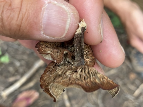 iNaturalist observation photo of Basidiomycete Fungi