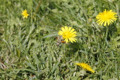 Proserpinus clarkiae