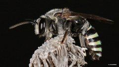 Nomia rubroviridis