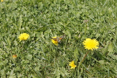 Proserpinus clarkiae