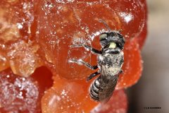 Megachile tosticauda