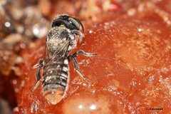 Megachile tosticauda