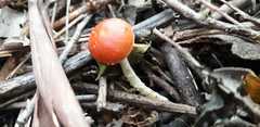 Fungi
