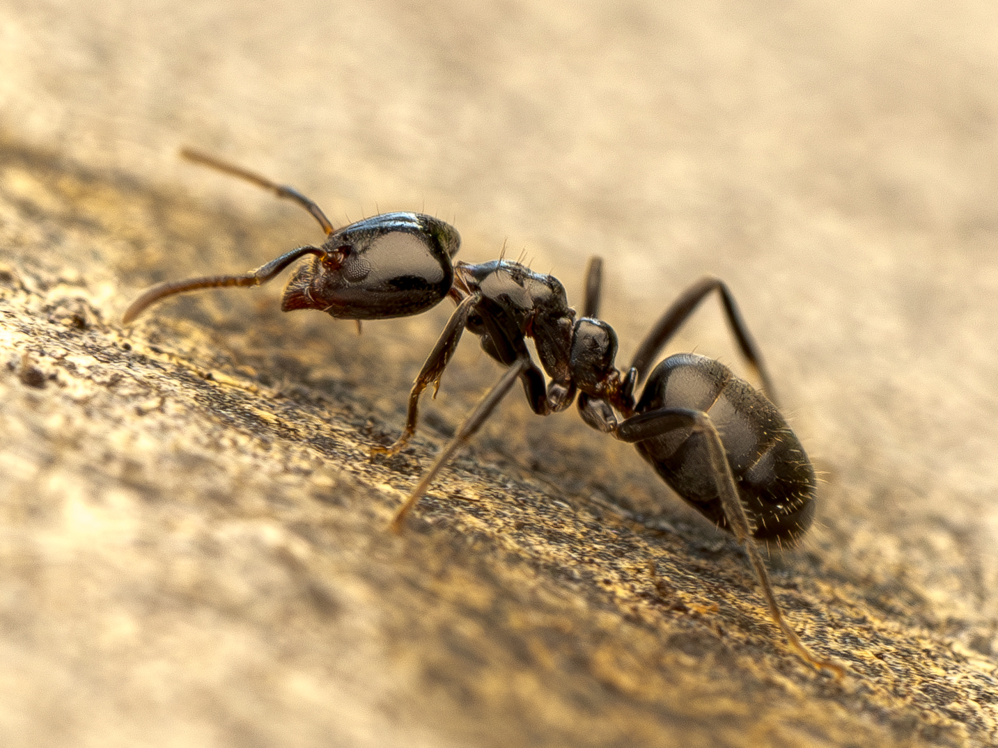 Anonychomyrma