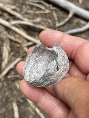 iNaturalist observation photo of Hornets, Paper Wasps, Potter Wasps, and Allies