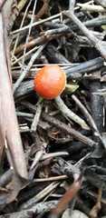 Fungi