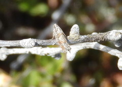 Acleris maculidorsana