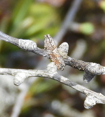 Acleris maculidorsana