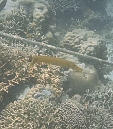 Pacific Trumpetfish — seen at this dive site
