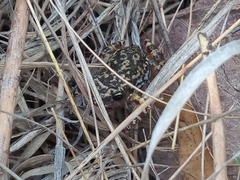 Eleutherodactylus nitidus